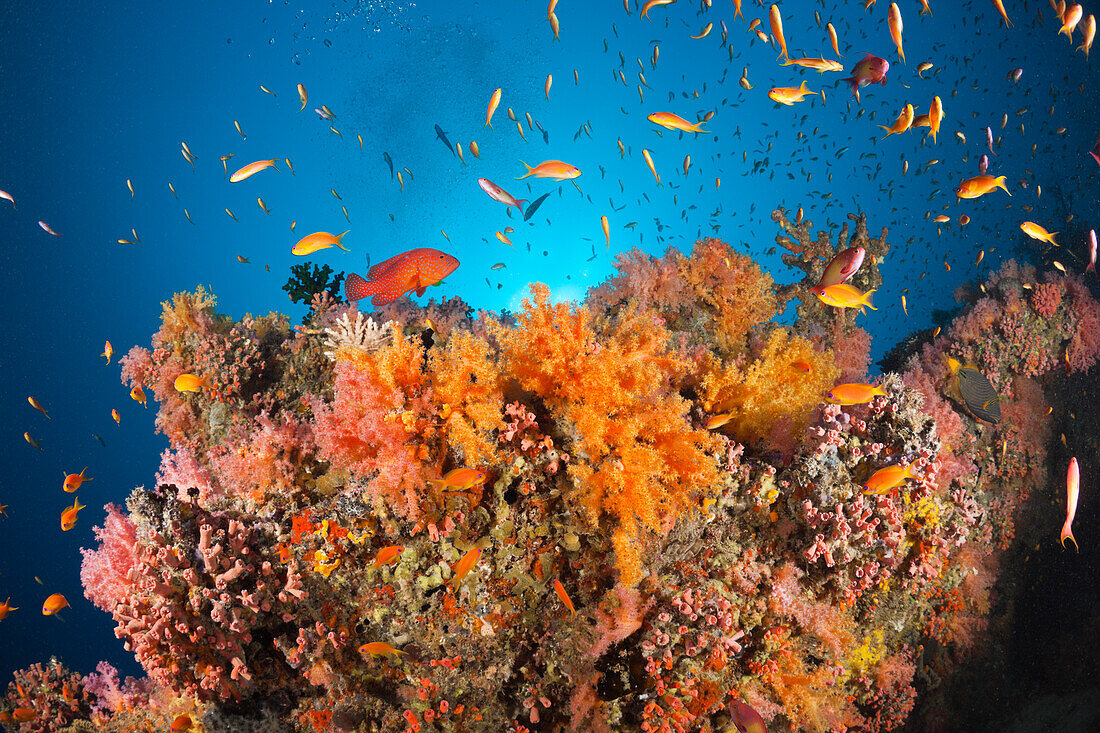 Coral Fishes over Soft Coral Reef, Baa Atoll, Indian Ocean, Maldives