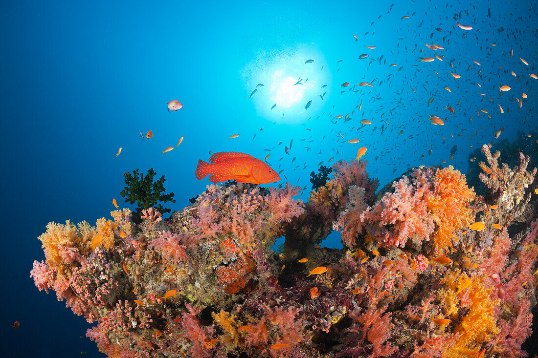 Coral Fishes over Soft Coral Reef, North Male Atoll, Indian Ocean, Maldives