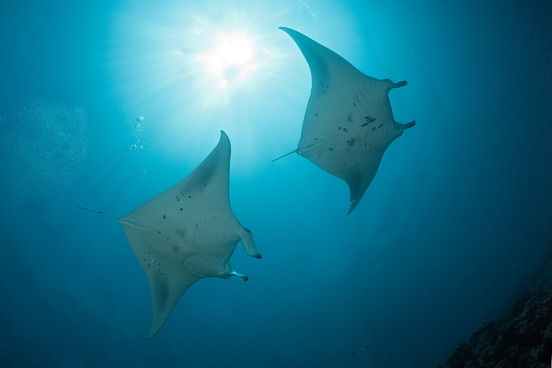 Two Manta, Manta birostris, North Male Atoll, Indian Ocean, Maldives