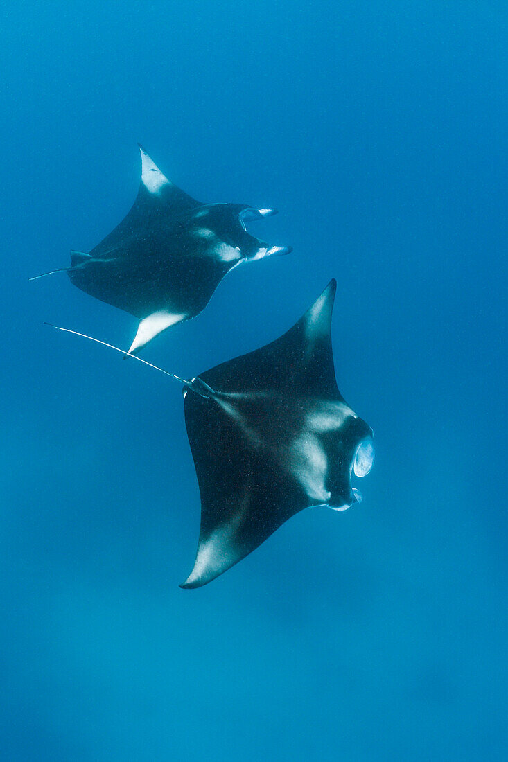 Zwei Mantas, Manta birostris, Hanifaru Bucht, Baa Atoll, Malediven