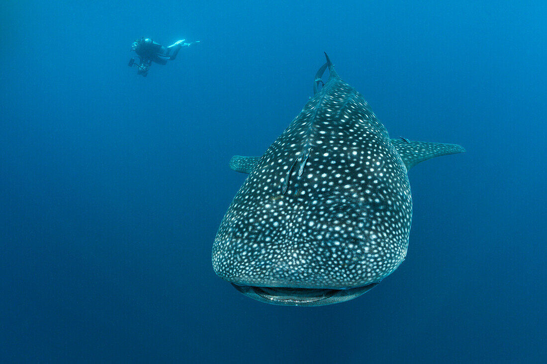 Whale shark and diver, Rhincodon typus, North Male Atoll, Indian Ocean, Maldives