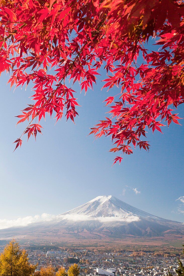 Momiji (Acer palmatum) leaves, Mount Fuji, Japan