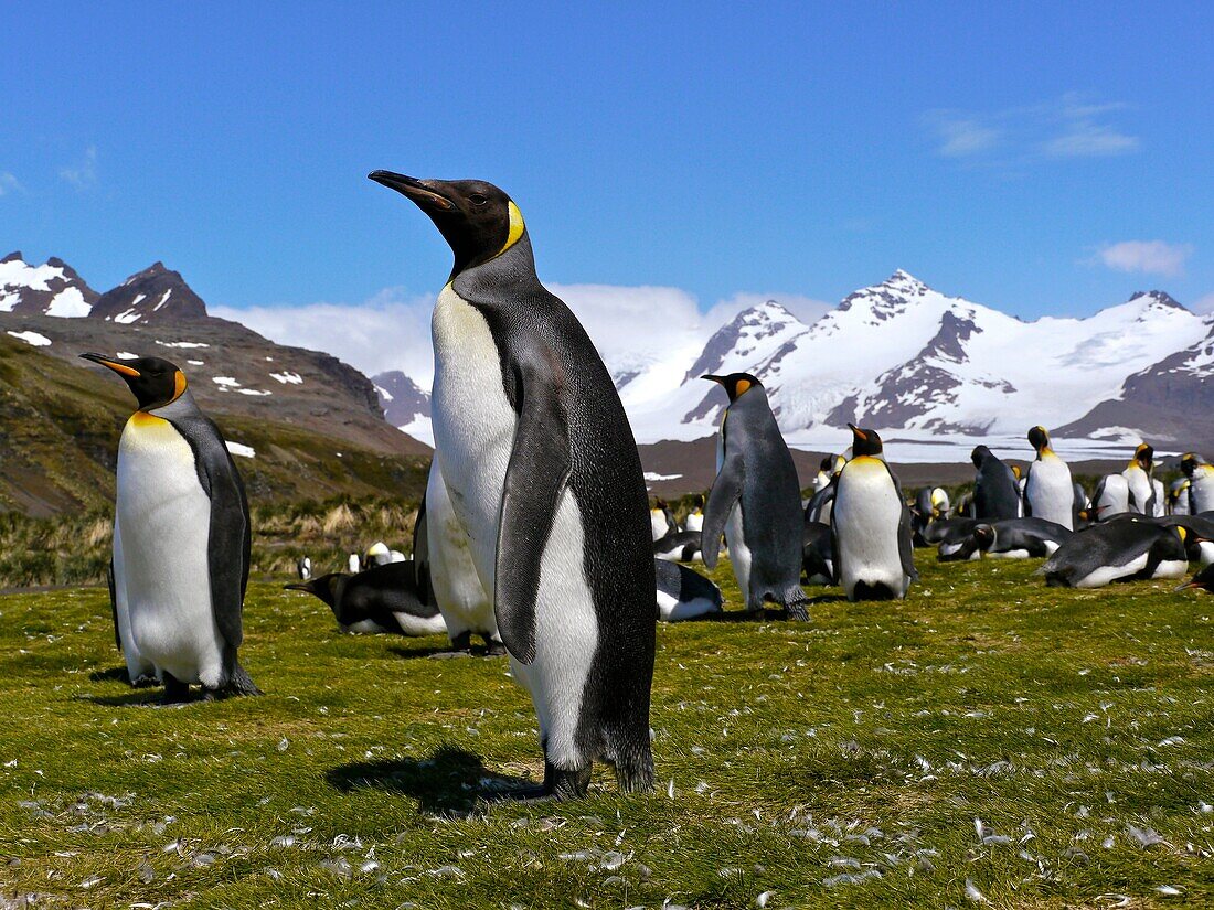 Antarctica, cruise on Boreal ship, South Georgia island, UK property, Salisbury Bay where a huge colony of king penguins is settled