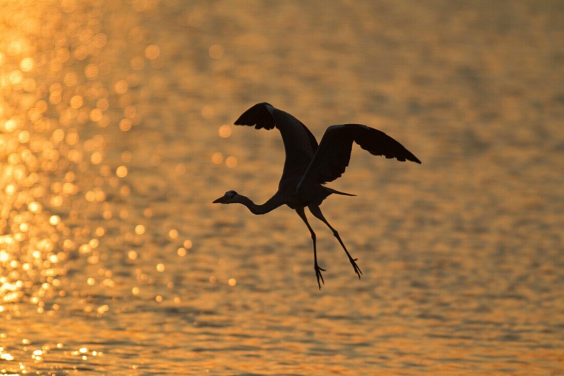 Grey Heron Ardea cinerea - Flying across Sunset Dam at sunset  Sunset Dam, Kruger National Park, South Africa