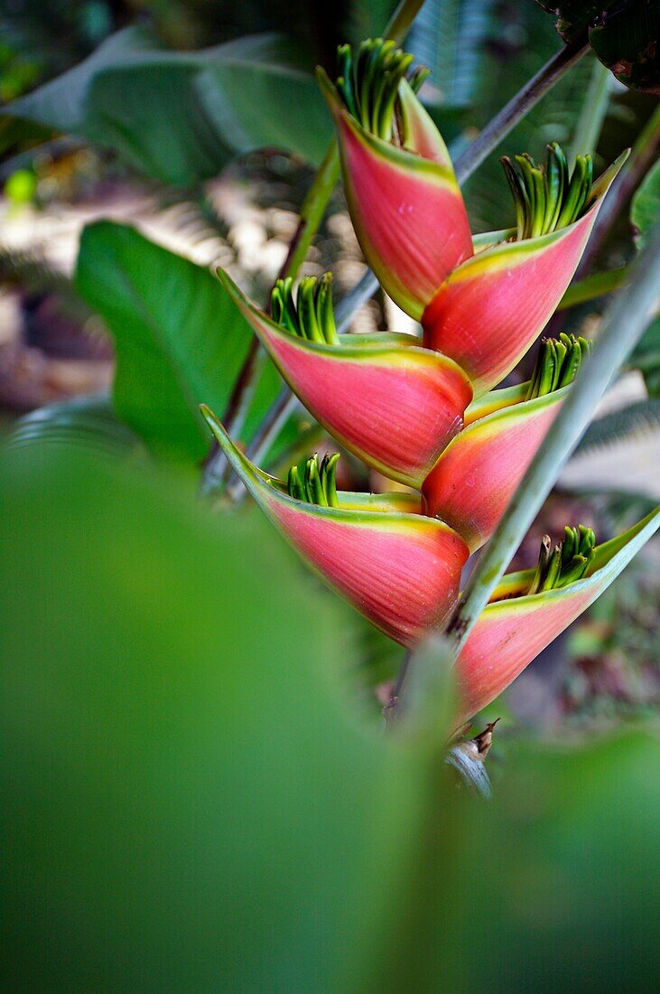 Flower, Roatan  Bay Islands  Caribbean  Honduras.