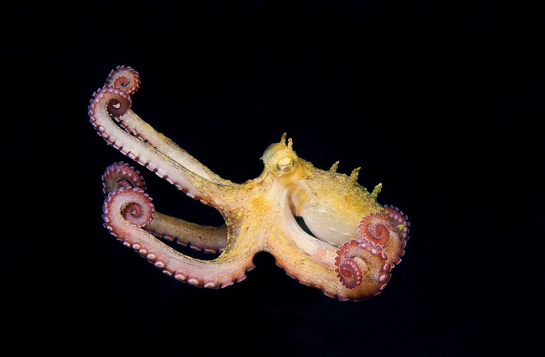Octopus (Octopus vulgaris), Eastern Atlantic, Galicia, Spain