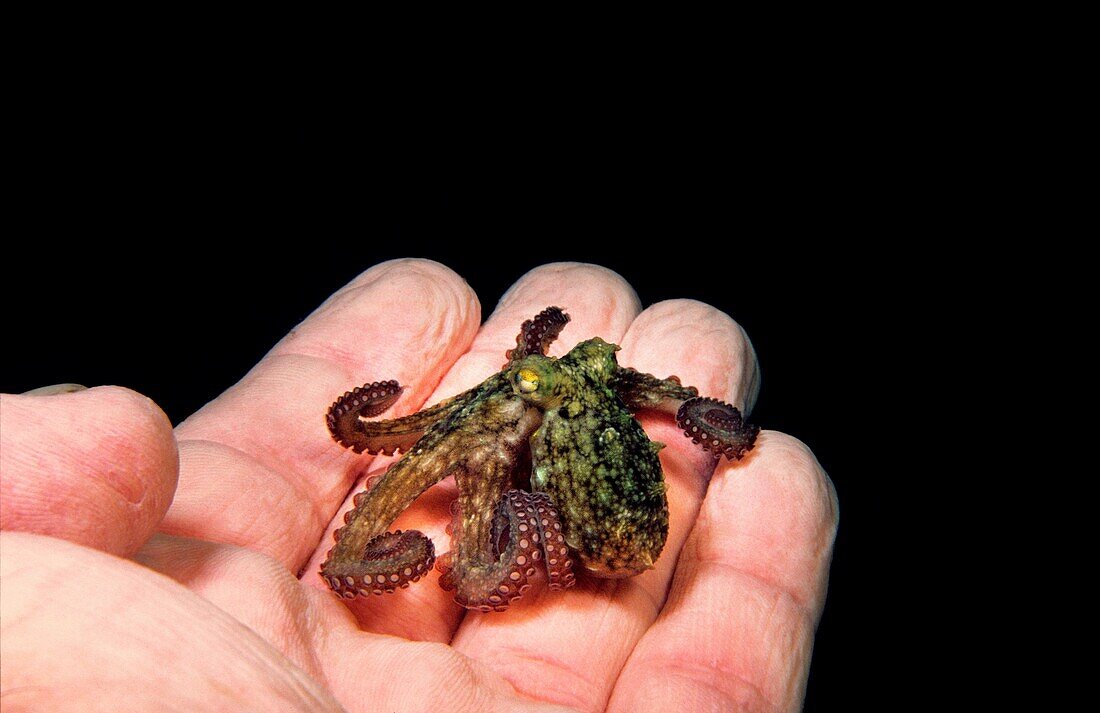 Octopus (Octopus vulgaris), Eastern Atlantic, Galicia, Spain