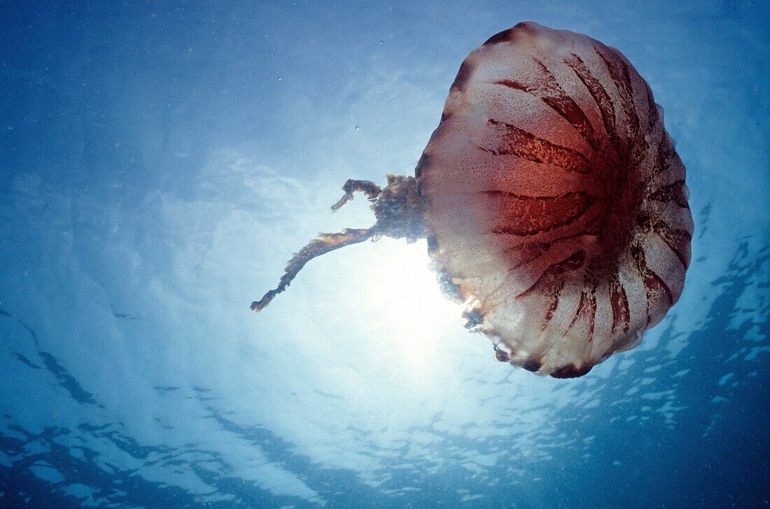 Compass jellyfish (Chrysaora hysoscella), Eastern Atlantic, Galicia, Spain