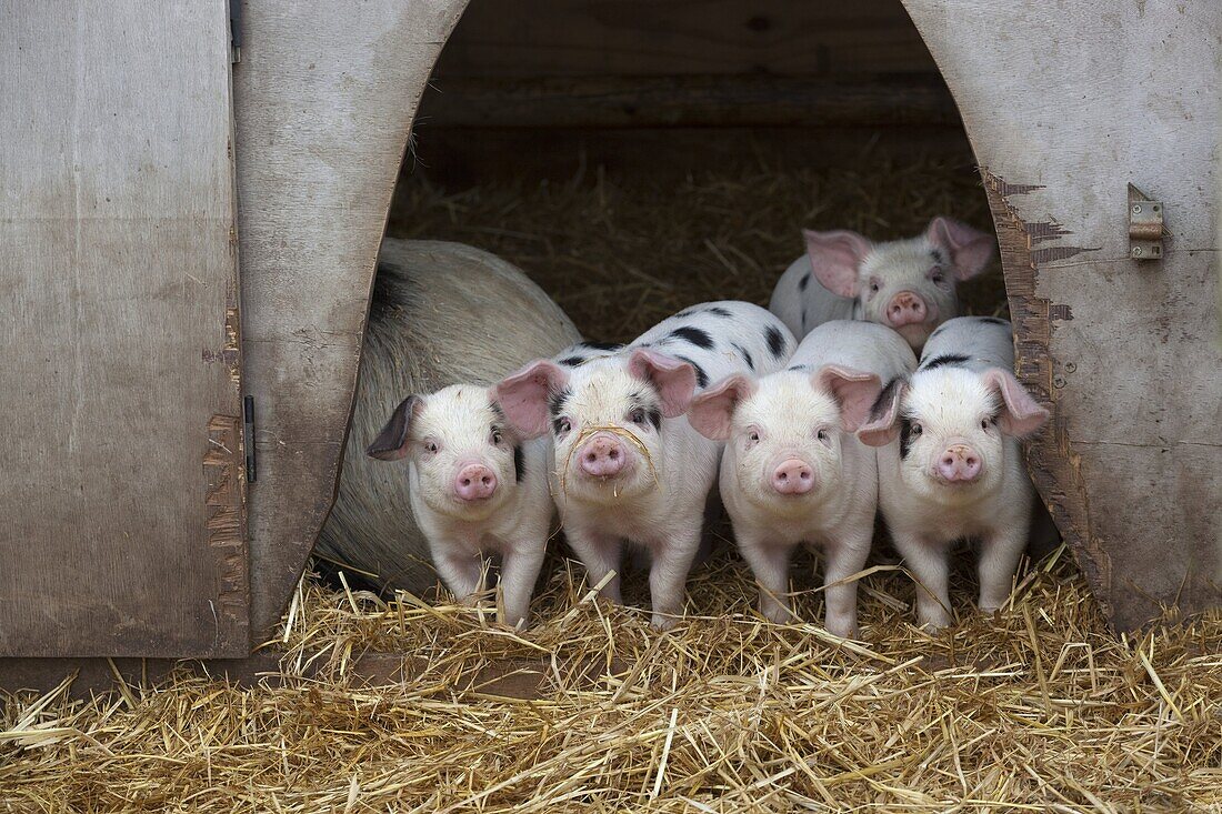 Gloucester Oldspot Piglets looking from sty, rare breed