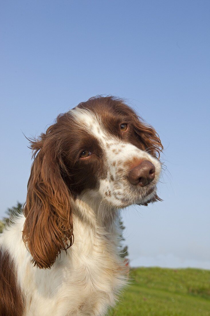 Springer Spaniel portrait