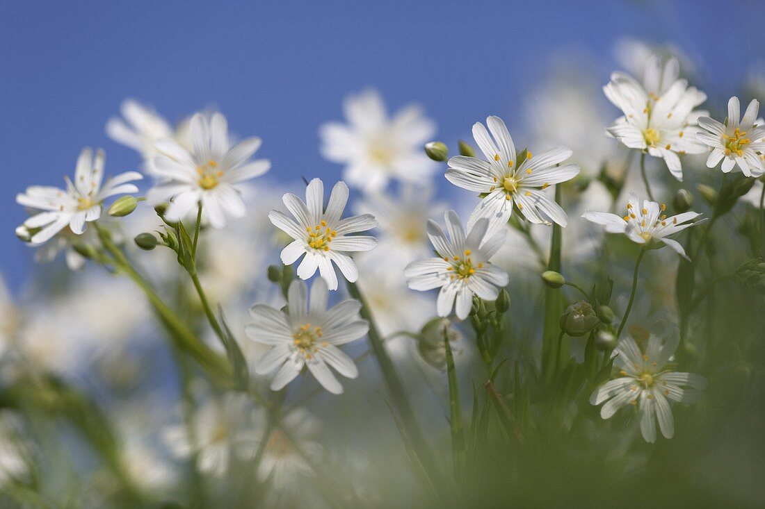 Greater Stitchwort Stellaria holostea in early April