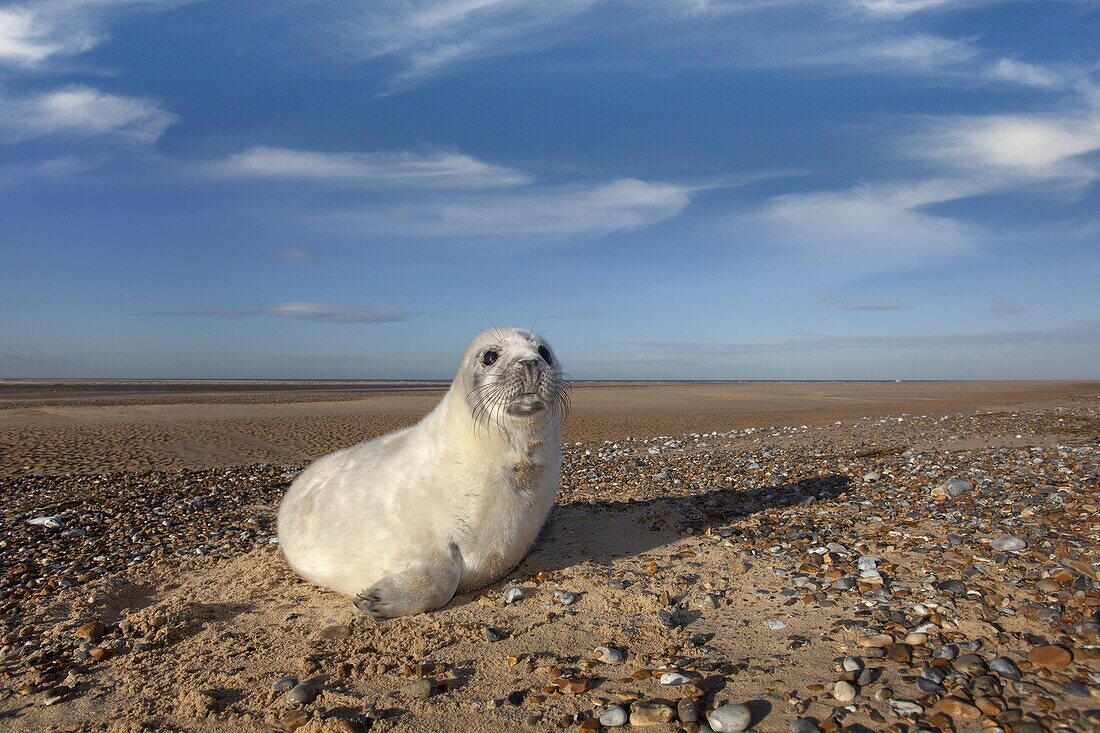 Grey Seal Halichoerus grypus pups on Norfolk Beach in Winter