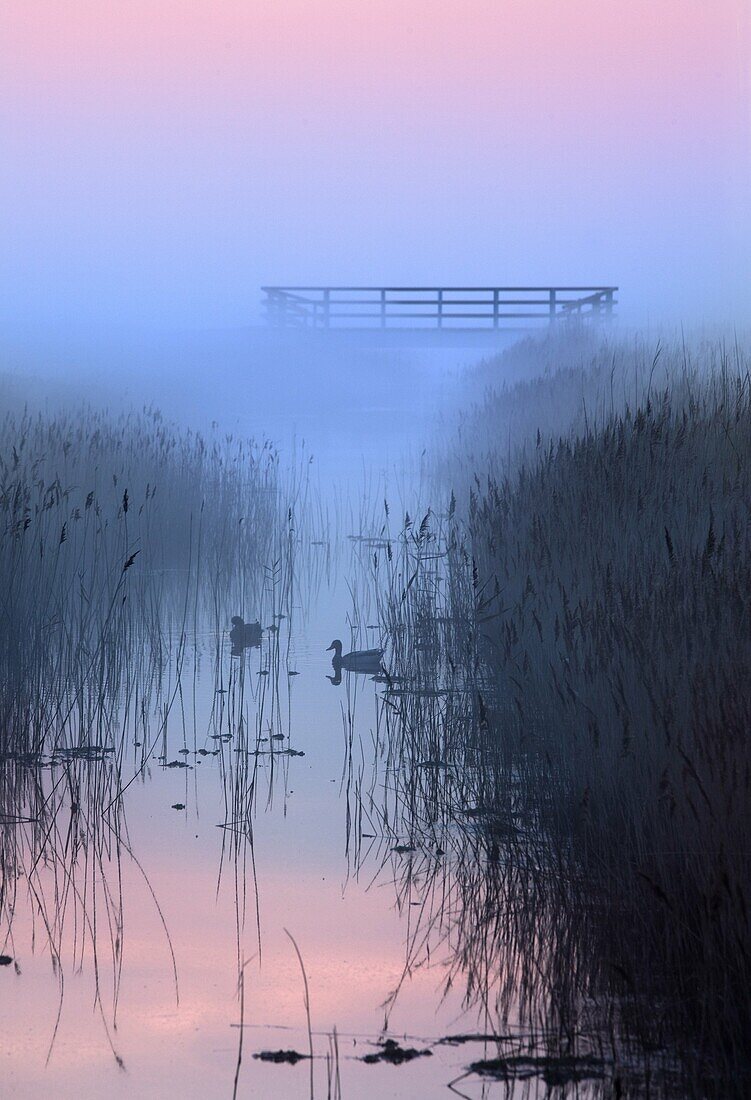 Creek and reedbeds misty evening Salthouse marshes Norfolk