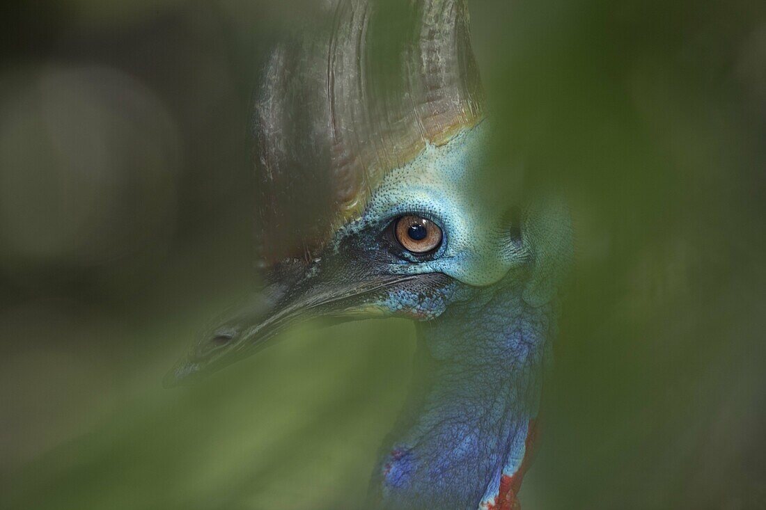 Cassowary Casuarius casuarius portrait