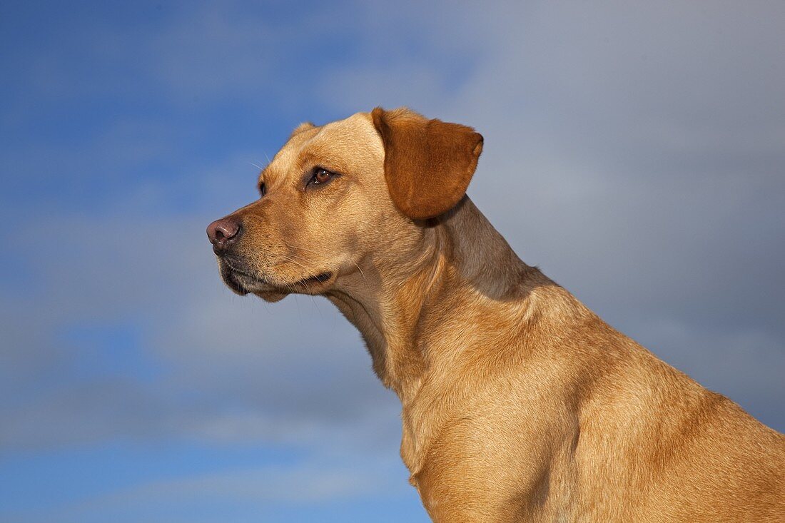 Yellow Labrador portrait