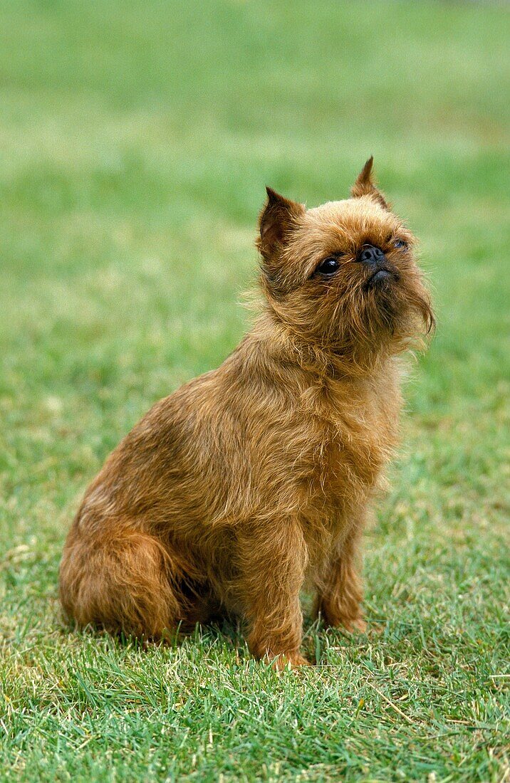BELGIAN GRIFFON OR BRUSSELS GRIFFON OLD STANDARD BREED WITH CUT EARS, ADULT SITTING ON GRASS
