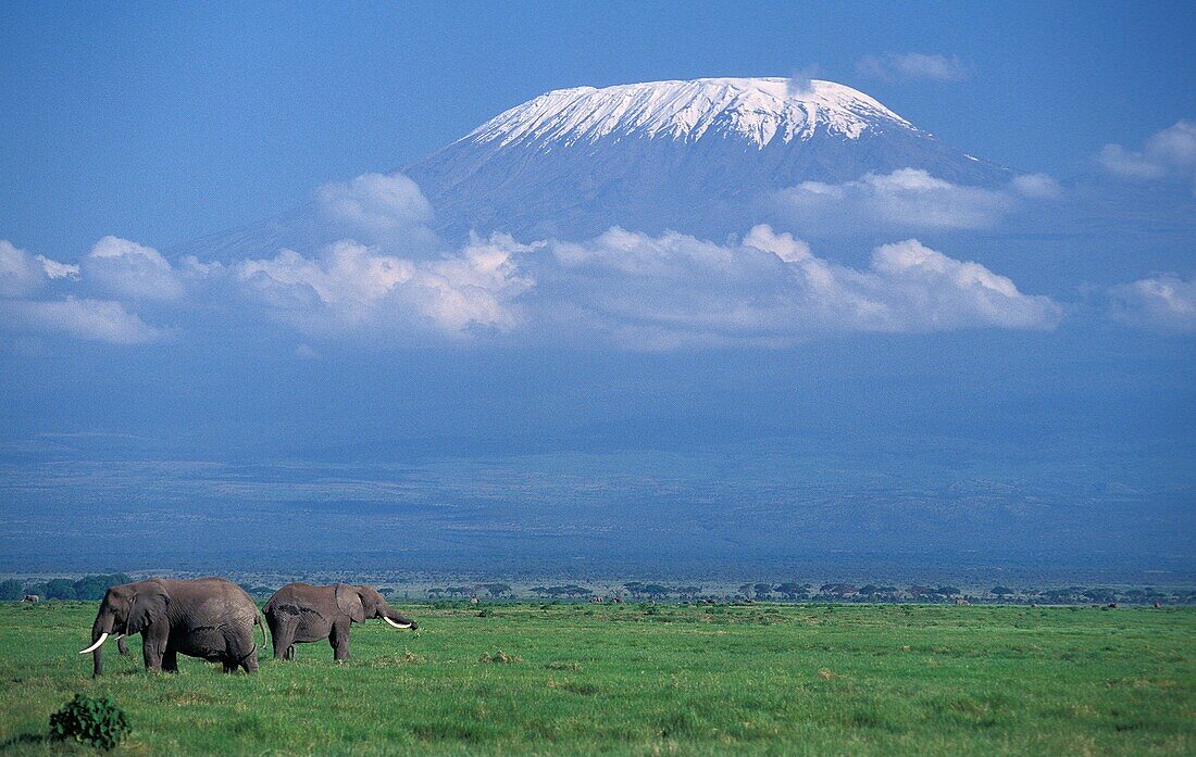 AFRICAN ELEPHANT loxodonta africana NEAR KILIMANDJARO MONTAIN, TANZANIA