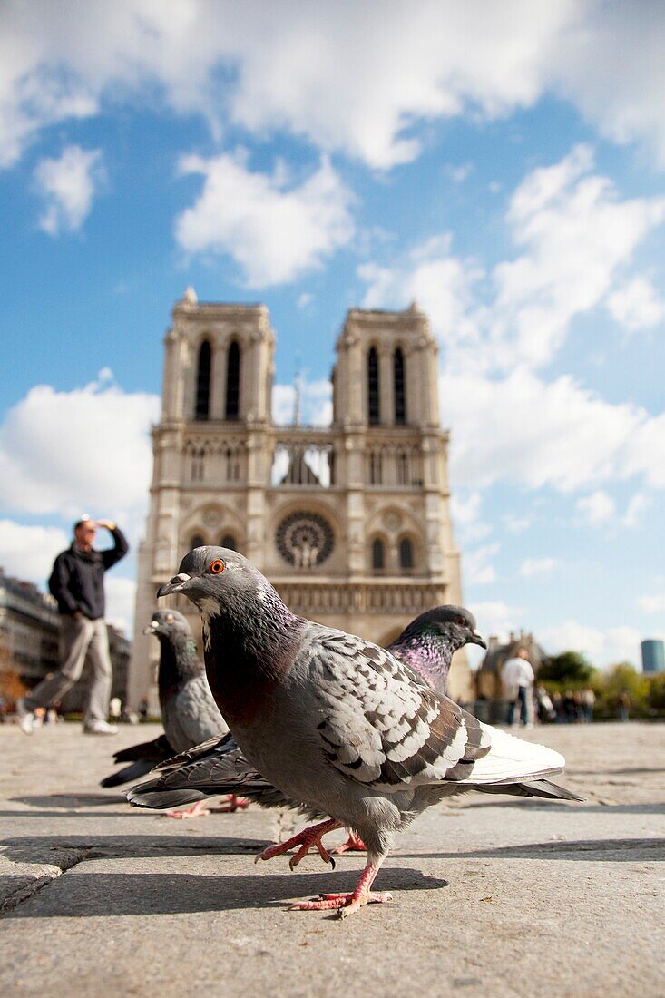 Pigeons in front of Notre Dame de Paris Cathedral, Paris, France