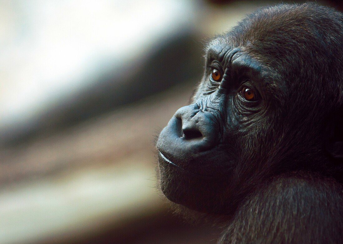 Melancholy Silverback Gorilla