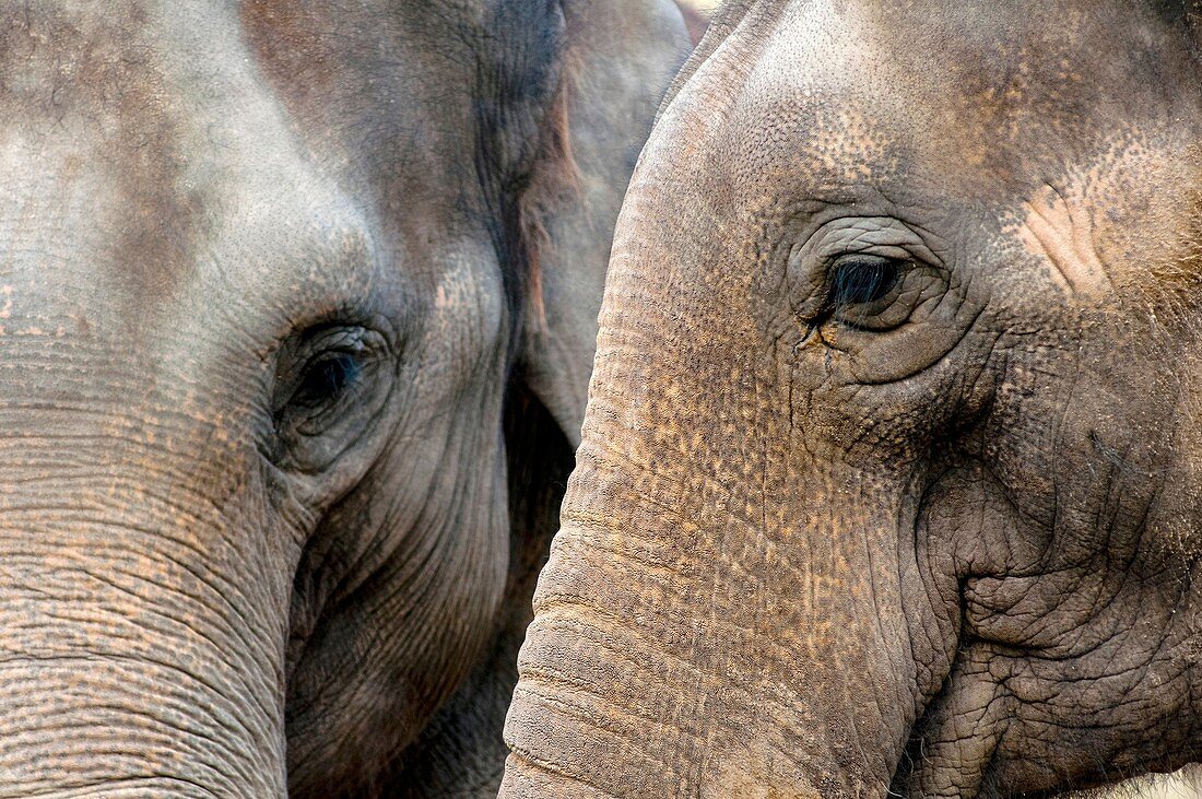 Two Indian elephants closeup