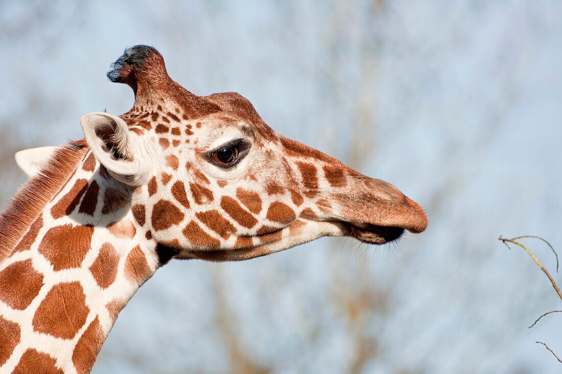 A Reticulated Giraffe Giraffa camelopardalis reticulata reaches high up in the trees