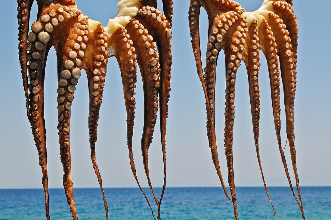 Octopus, Samos, Greece