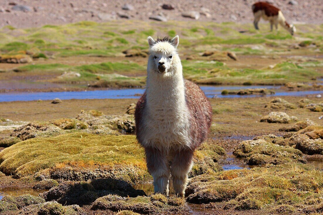 Alpaca in the vicinity of Chachacomani village in Bolivia