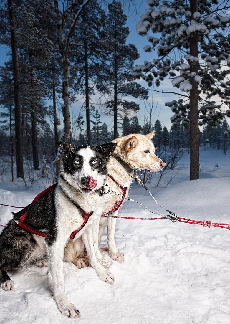 Husky Sled dogs in Lapland, Sweden Huskies have great endurance and speed to pull heavy loads