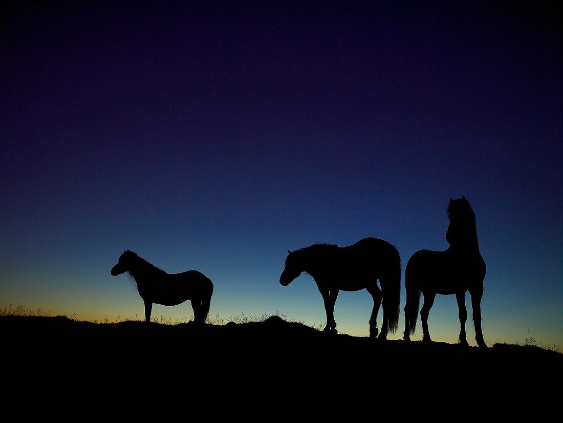 Silhouette of Horses