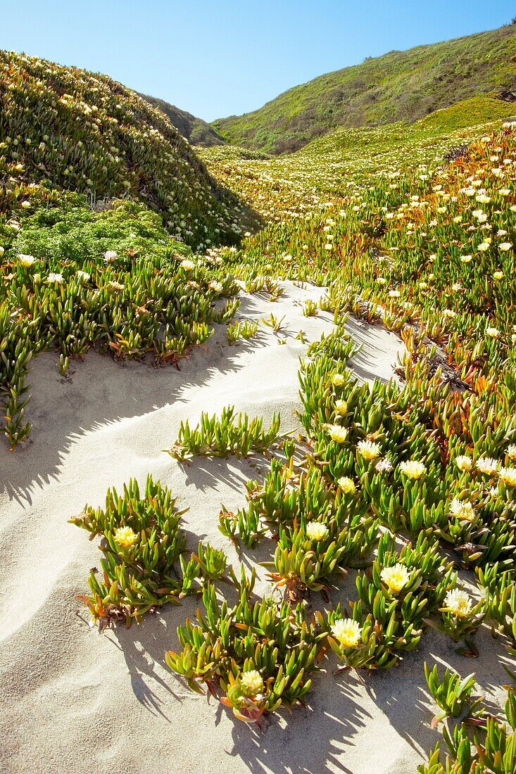 A landscape near the California coast in Santa Cruz county