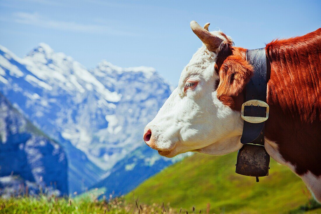 A cow grazing high up in the Alps near Grindewald, Switzerland