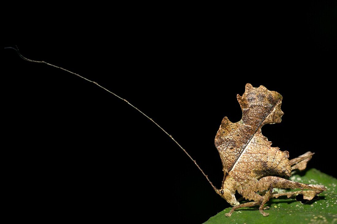 Leaf Mimic Katydid - La Selva Jungle Lodge, Amazon Region, Ecuador