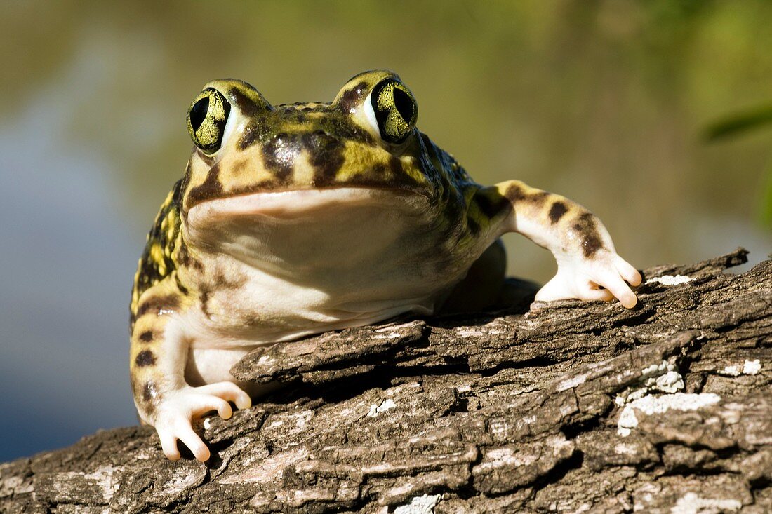 Couch´s Spadefoot Toad - Los Novios Ranch - near Cotulla, Texas USA