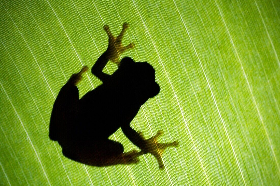 Shadow of Tree Frog behind leaf - La Selva Jungle Lodge, Amazon Region, Ecuador