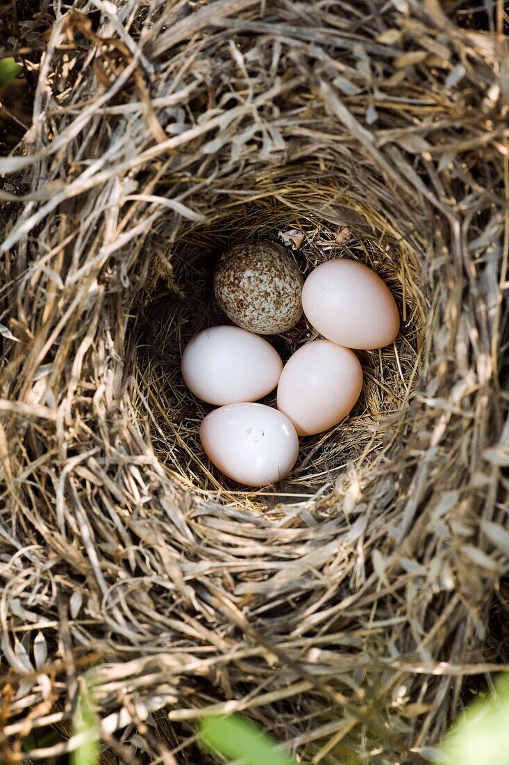 Cowbird egg in nest - Los Novios Ranch - near Cotulla, Texas USA