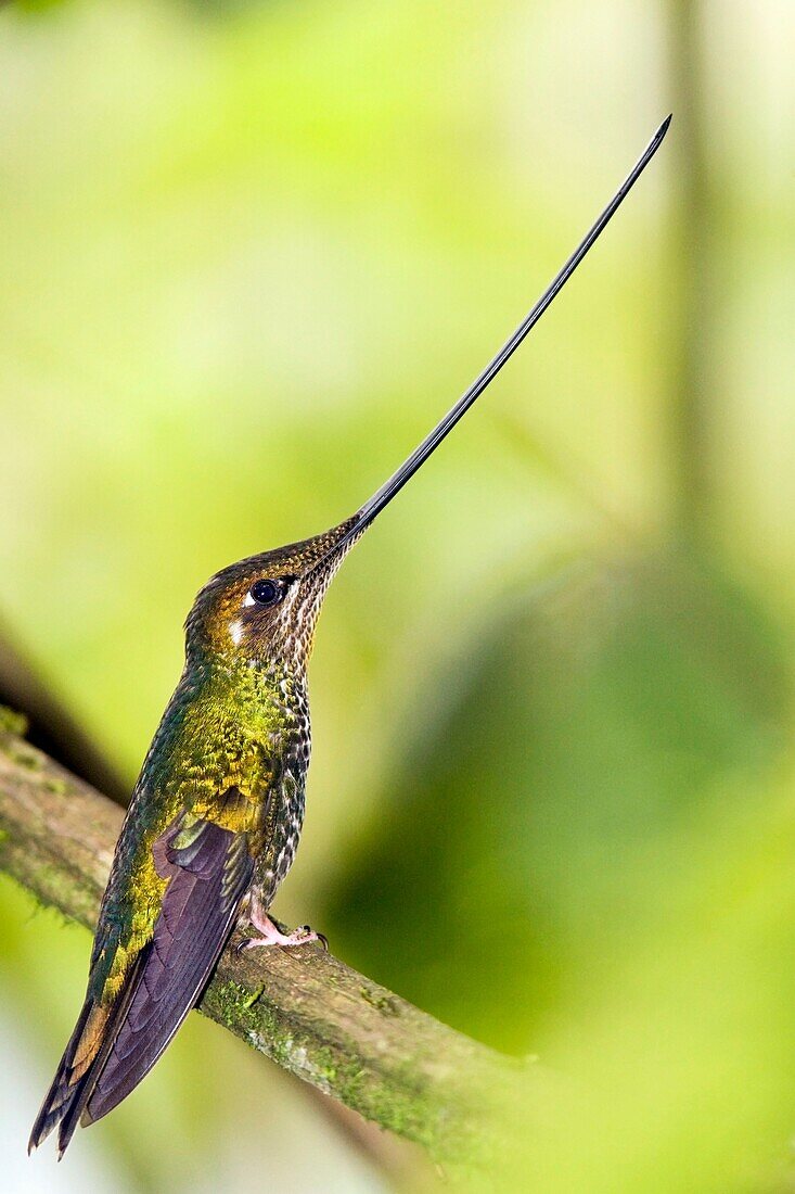 Sword-billed Hummingbird - Guango Lodge - near Papallacta, Ecuador