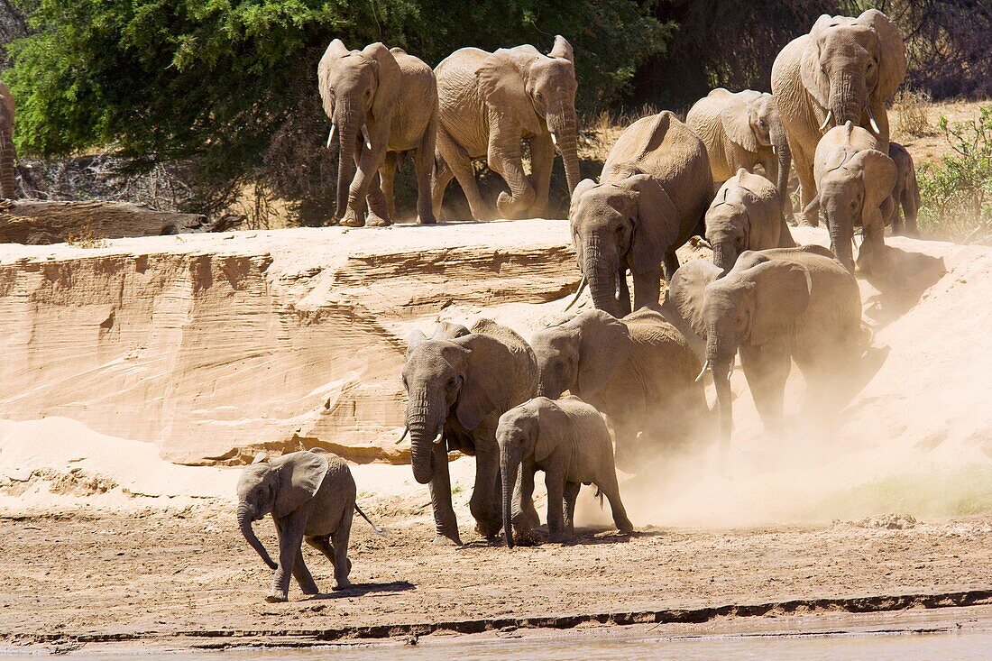 Family of elephants heading down to river to drink - Samburu National Reserve, Kenya