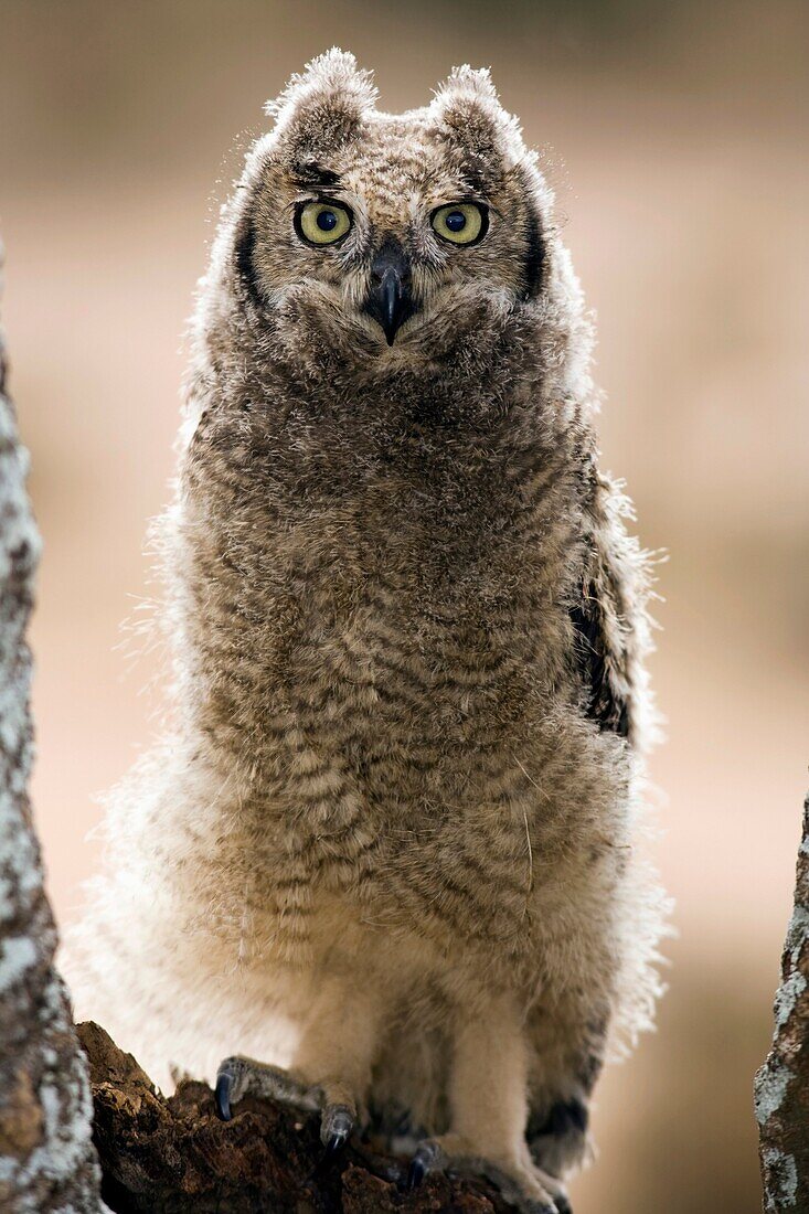 Spotted Eagle-owl - Loita Hills, Kenya