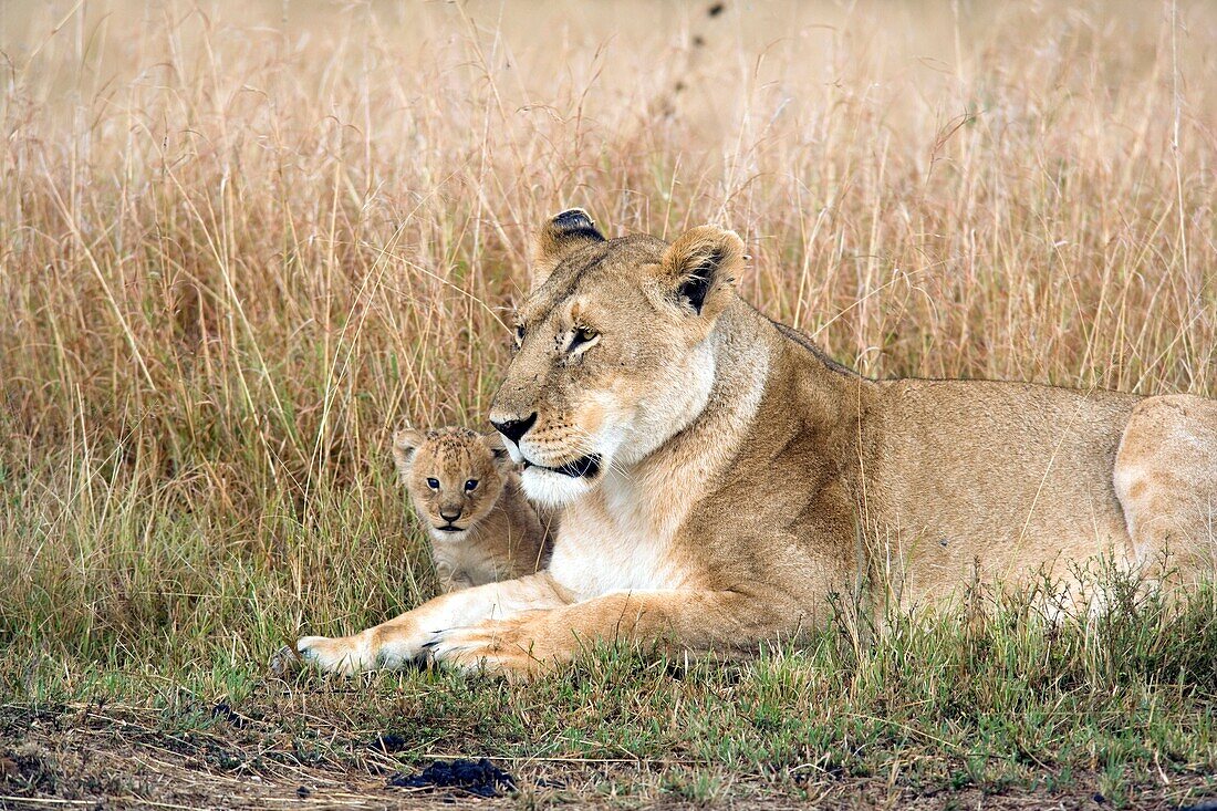 Lioness and young cub sitting - Masai Mara National Reserve, Kenya