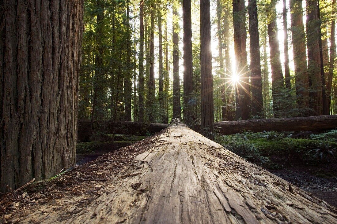 Fallen giant redwood tree in Humboldt Redwoods State Park, California