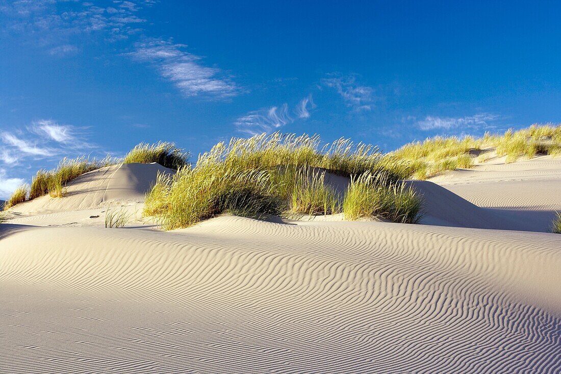 Sand Dunes - Oregon Dunes National Recreation Area - Reedsport, Oregon