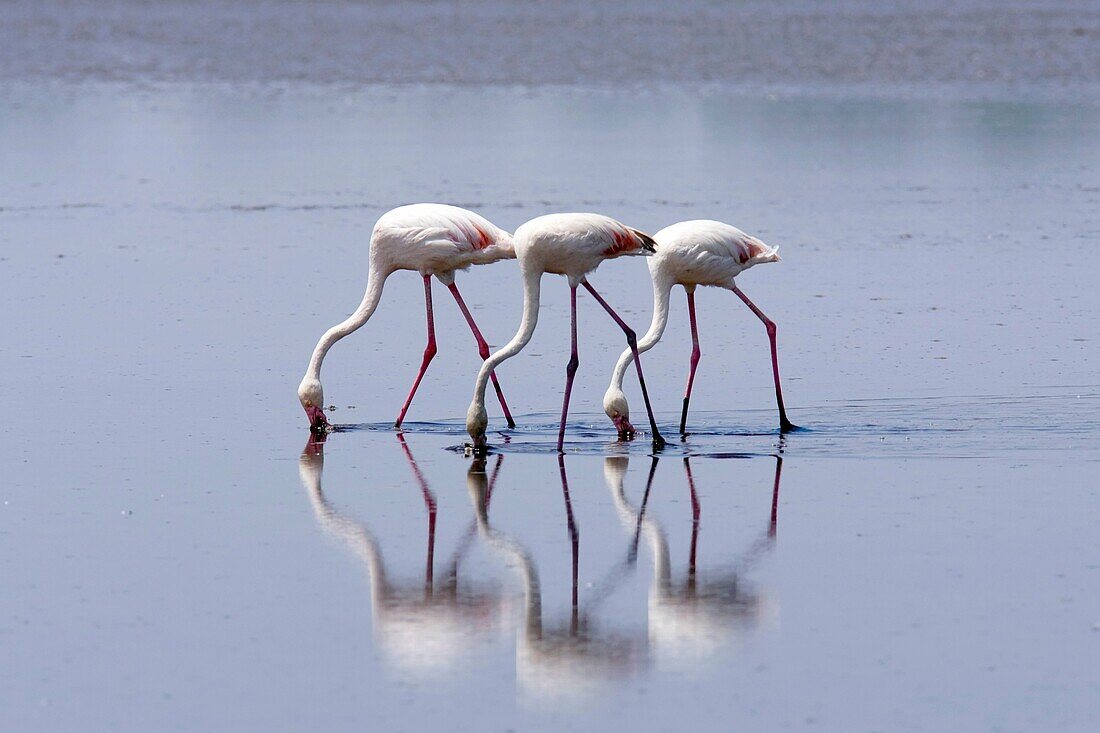 Flamingos - Lake Ndutu, Tanzania