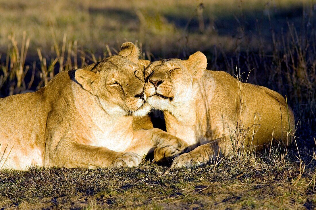 Lion pair - Masai Mara National Reserve, Kenya