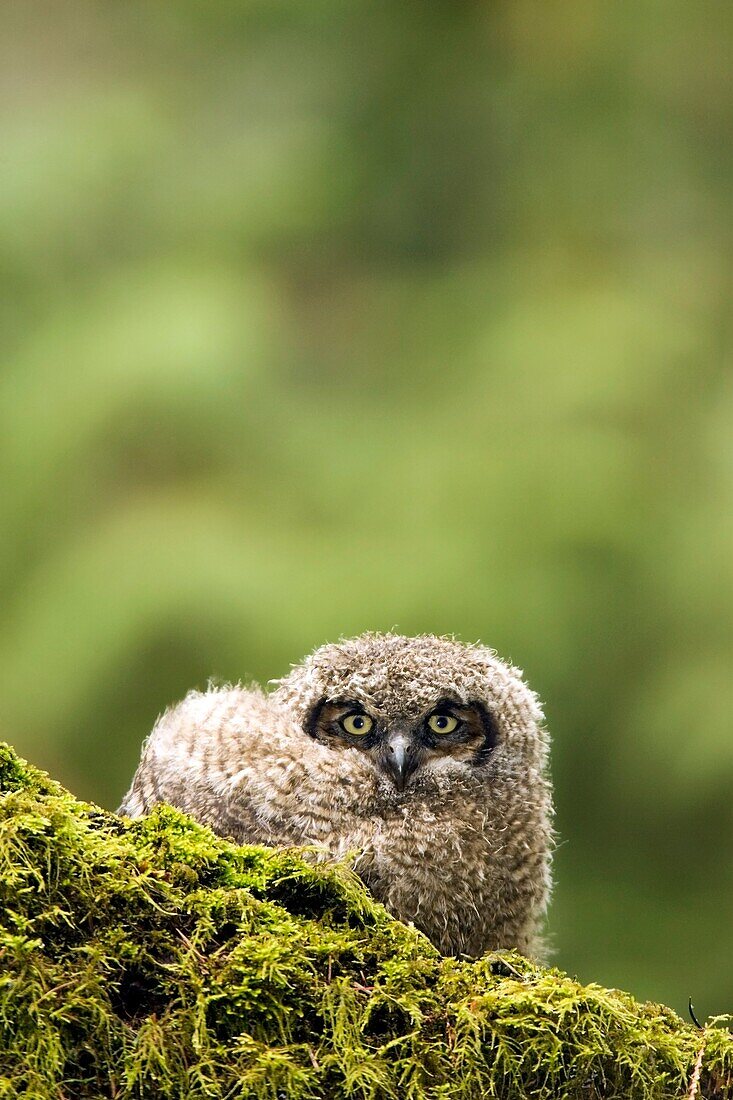 Juvenile Great-horned Owl - Camano Beach State Park, Washington
