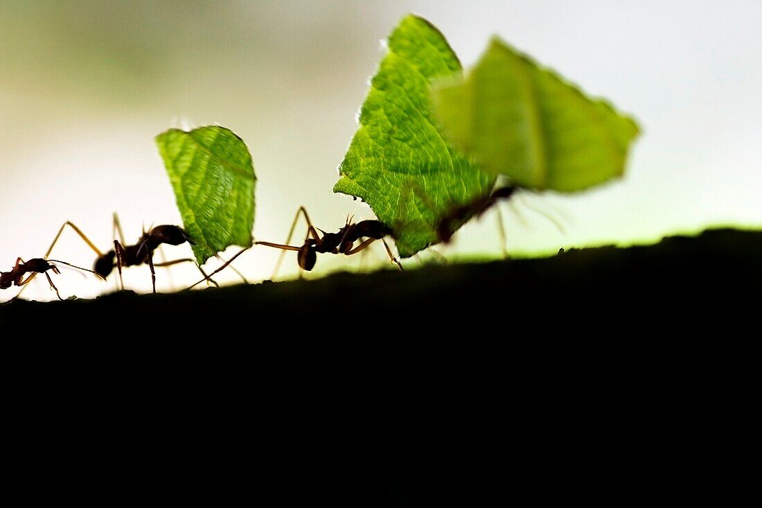 Close-up of Leafcutter Ants carrying leaves - Osa Peninsula - near Puerto Jimenez, Costa Rica