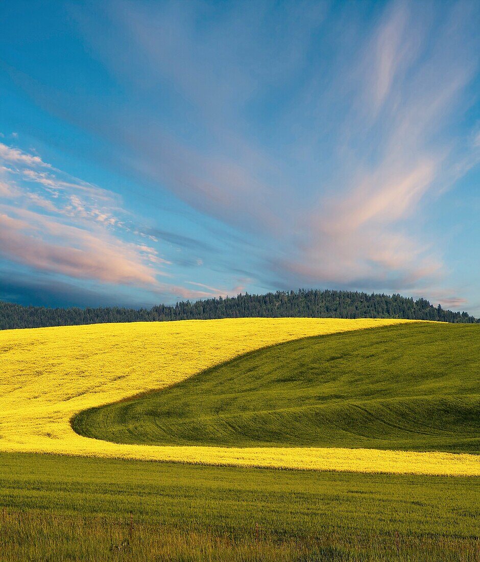 Canola and wheat fields in the Palouse in Washington State USA  Rapeseed or Brassica Campestris