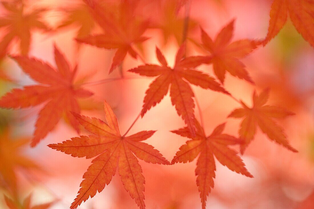 Japanese Maple leaves, Hakone, Japan