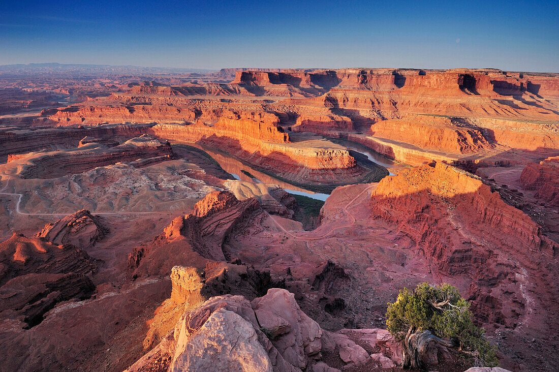 Sonnenaufgang am Dead Horse Point mit Blick auf Fluss Colorado River, Canyonlands Nationalpark, Moab, Utah, Südwesten, USA, Amerika