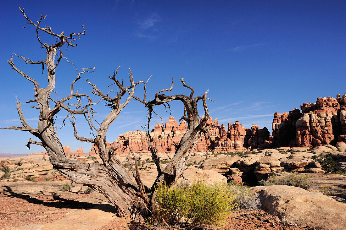 Dead standing tree in front of rock spires in Chesler Park, Needles Area, Canyonlands National Park, Moab, Utah, Southwest, USA, America