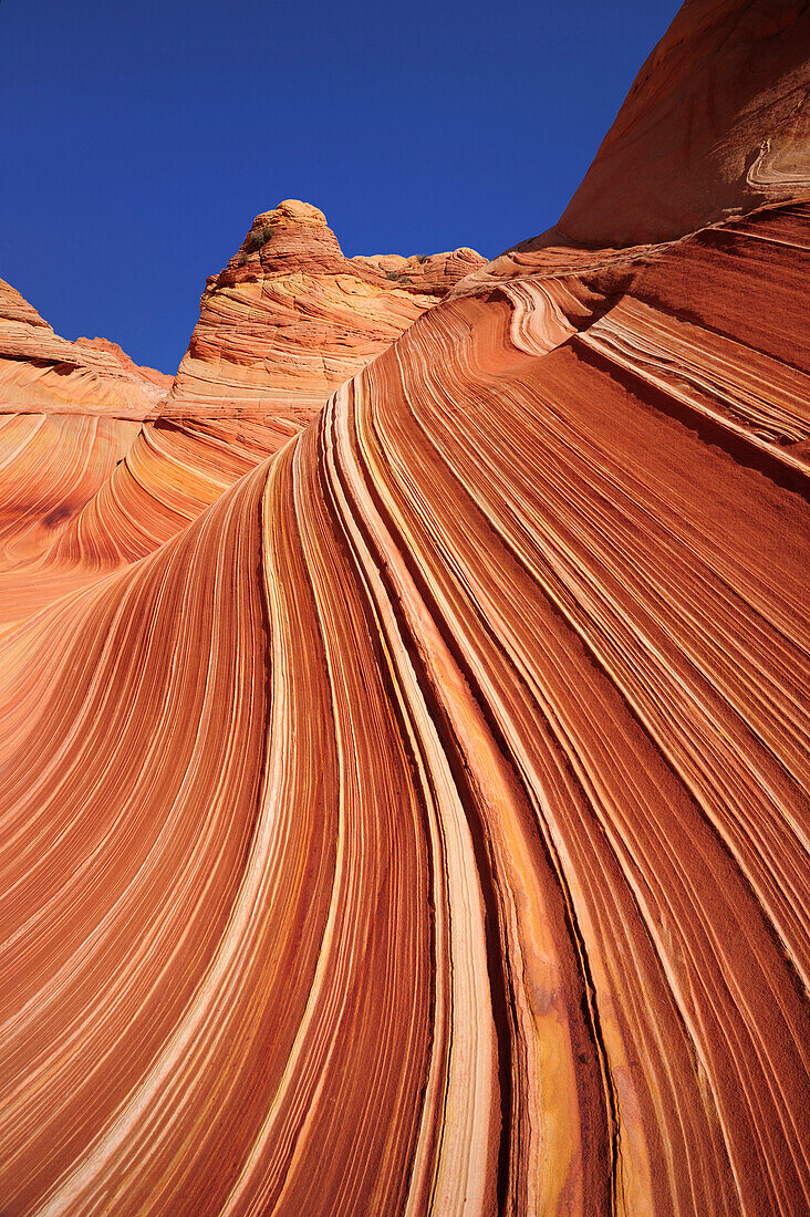 Rote Sandsteinformation unter blauem Himmel, The Wave, Coyote Buttes, Paria Canyon, Vermilion Cliffs National Monument, Arizona, Südwesten, USA, Amerika